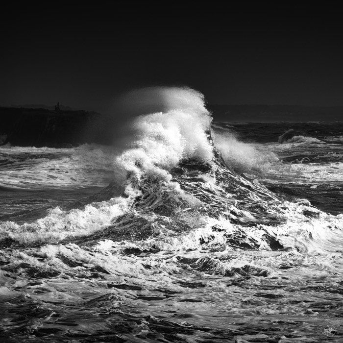 Crinière blanche